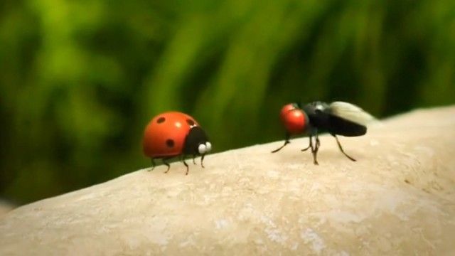 Some Weird Fly