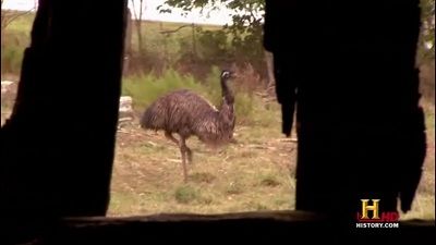 The Emu Chase