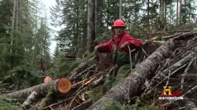 Loggers Under Fire