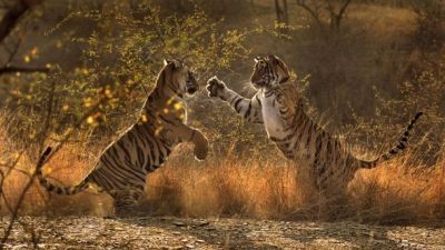 Broken Tail: A Tiger's Last Journey