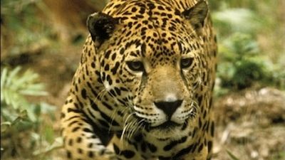 Jaguar: Year of the Cat