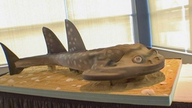 Swimming with the Sharks