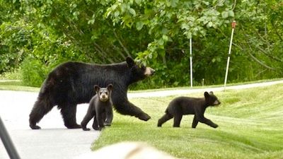 Bears of the Last Frontier: The Road North