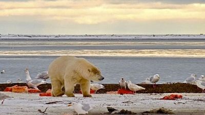 Bears of the Last Frontier: Arctic Wanderers