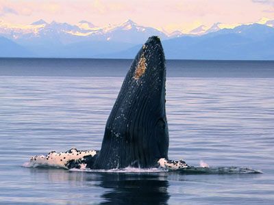 Humpbacks: From Fire to Ice