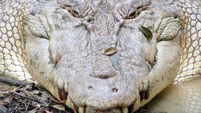 Ultimate Crocodile