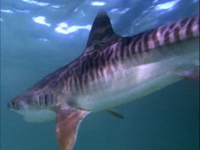 Tiger Shark