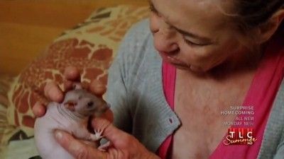 Growing Fingernails; Hairless Rats