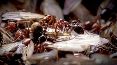 Empire of the Desert Ants