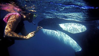 The Woman Who Swims with Killer Whales