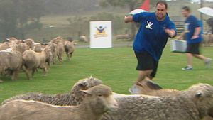 Challenge day: Sheep Herding