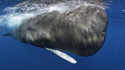 Ocean Giants: Voices of the Sea