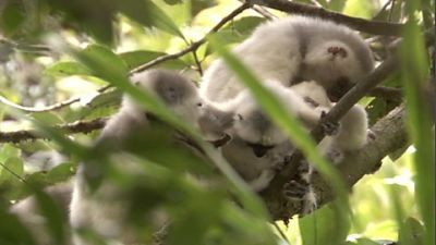 Madagascar: Lemurs and Spies