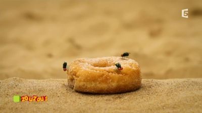 the doughnut