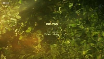 to the port now! / nut trap