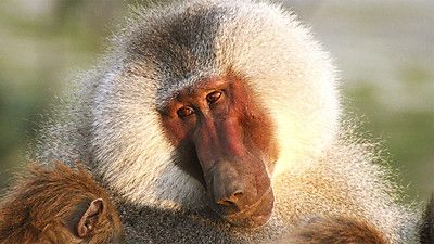 Living with Baboons