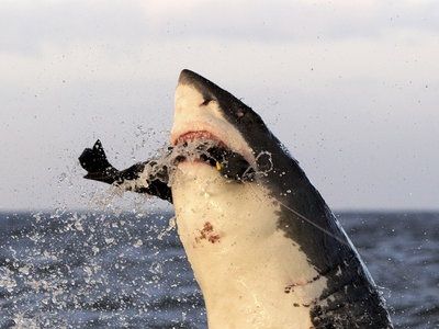 Shark Week's Impossible Shots