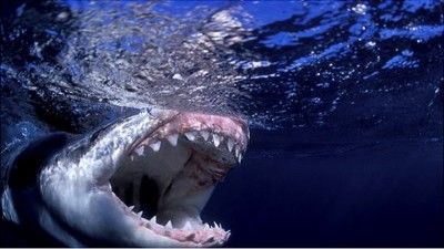Shark Week's 25 Best Bites
