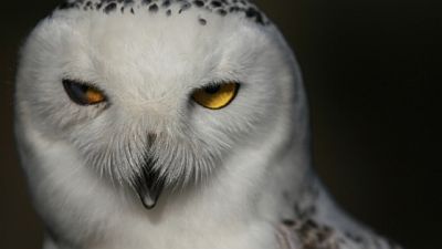 Magic of the Snowy Owl