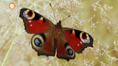 S32E06 - Schmetterlinge - Einsatz für die Wildwiese