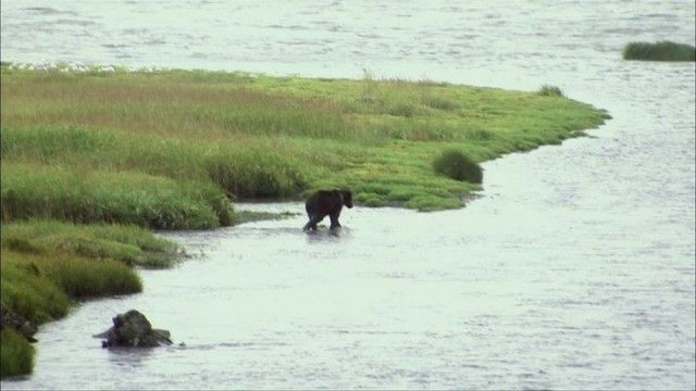 Grizzly-pendence Day