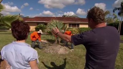 Planting Palm Trees; Replacing an Old Heating System