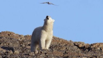 Eisiger Planet - Helden der Polarwelten