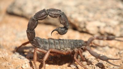 Black Hairy Thick Tail Scorpion