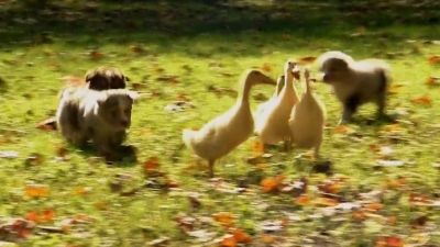 Puppies and Ducklings