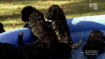 Pool Puppies