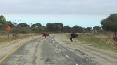 Be Safe and Don't Hit a Cow