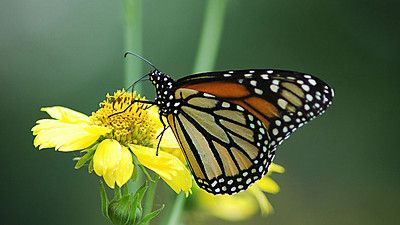 The Incredible Story of the Monarch Butterfly: Four Wings and a Prayer