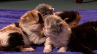 Fluffiest Kittens