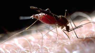 Zapped: The Buzz About Mosquitoes