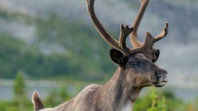 Billion Dollar Caribou