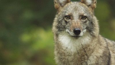 Meet the Coywolf