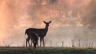 The Private Life of Deer