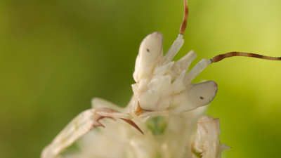 Courtship