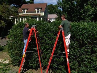 Pruning an Overgrown Privet Hedge; New Laundry Sink