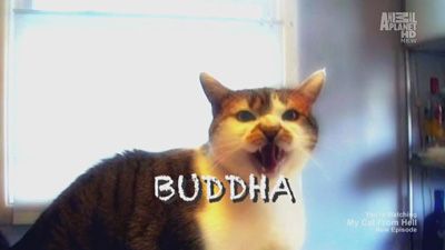 Buddha Bullies Hector