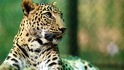 Leopards: 21st Century Cats