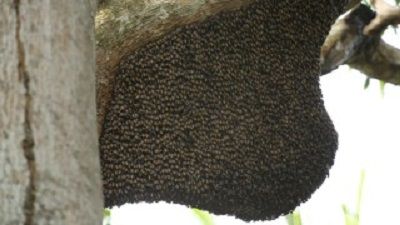 Giant Malaysian Honey Bees