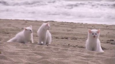 Puffy Beach Kitties