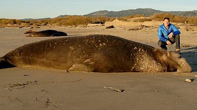 Super Giant Animals