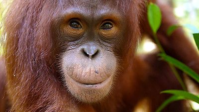 Orangutans: The Great Ape Escape