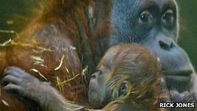 Refugees of the Lost Rainforest
