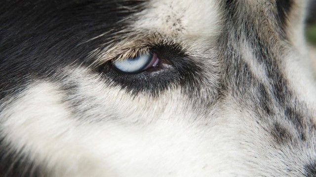 Inside Animal Minds: Dogs & Super Senses (2)