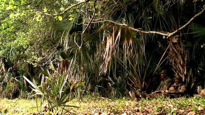 Spring Beak: Florida Osceola Turkey