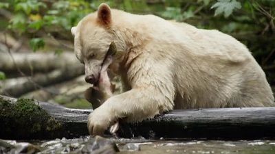 Wild Canada: The Eternal Frontier