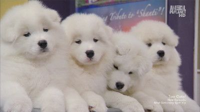 Fluffy Pups and Tater Tots